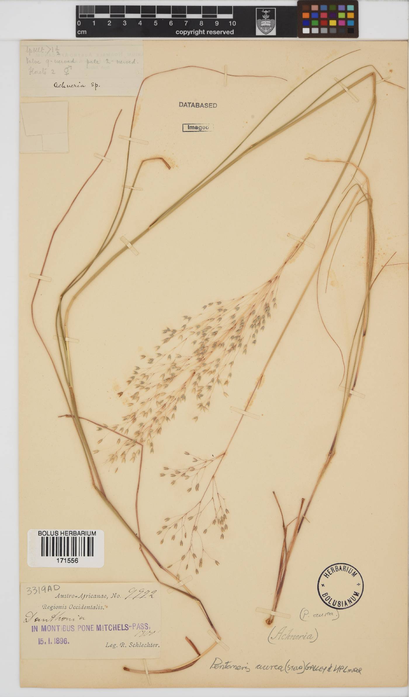 Pentameris aurea image