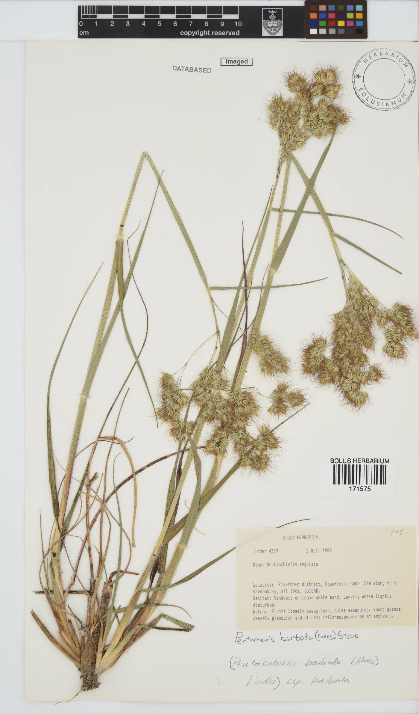 Pentameris barbata subsp. barbata image