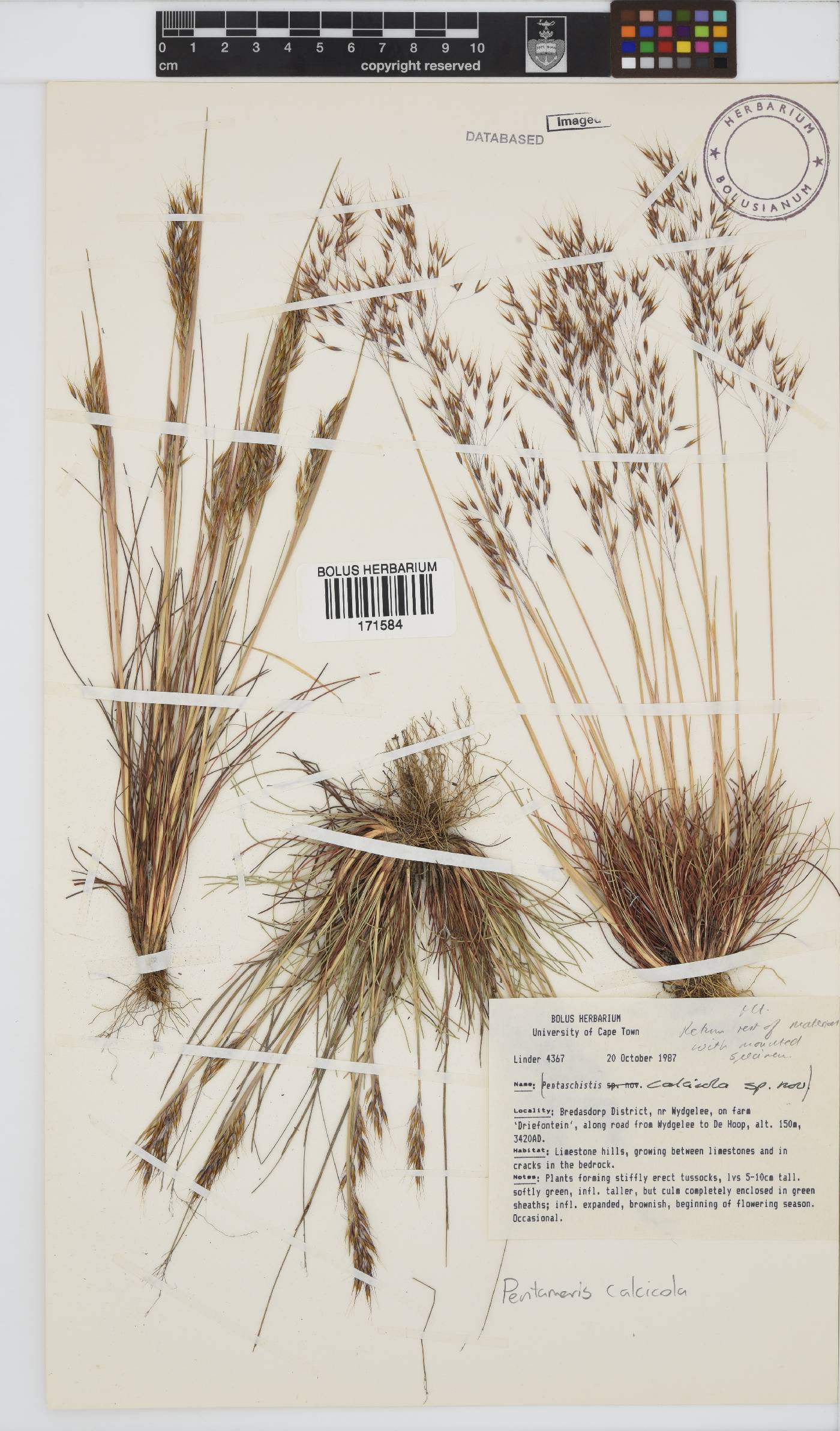 Pentameris calcicola image