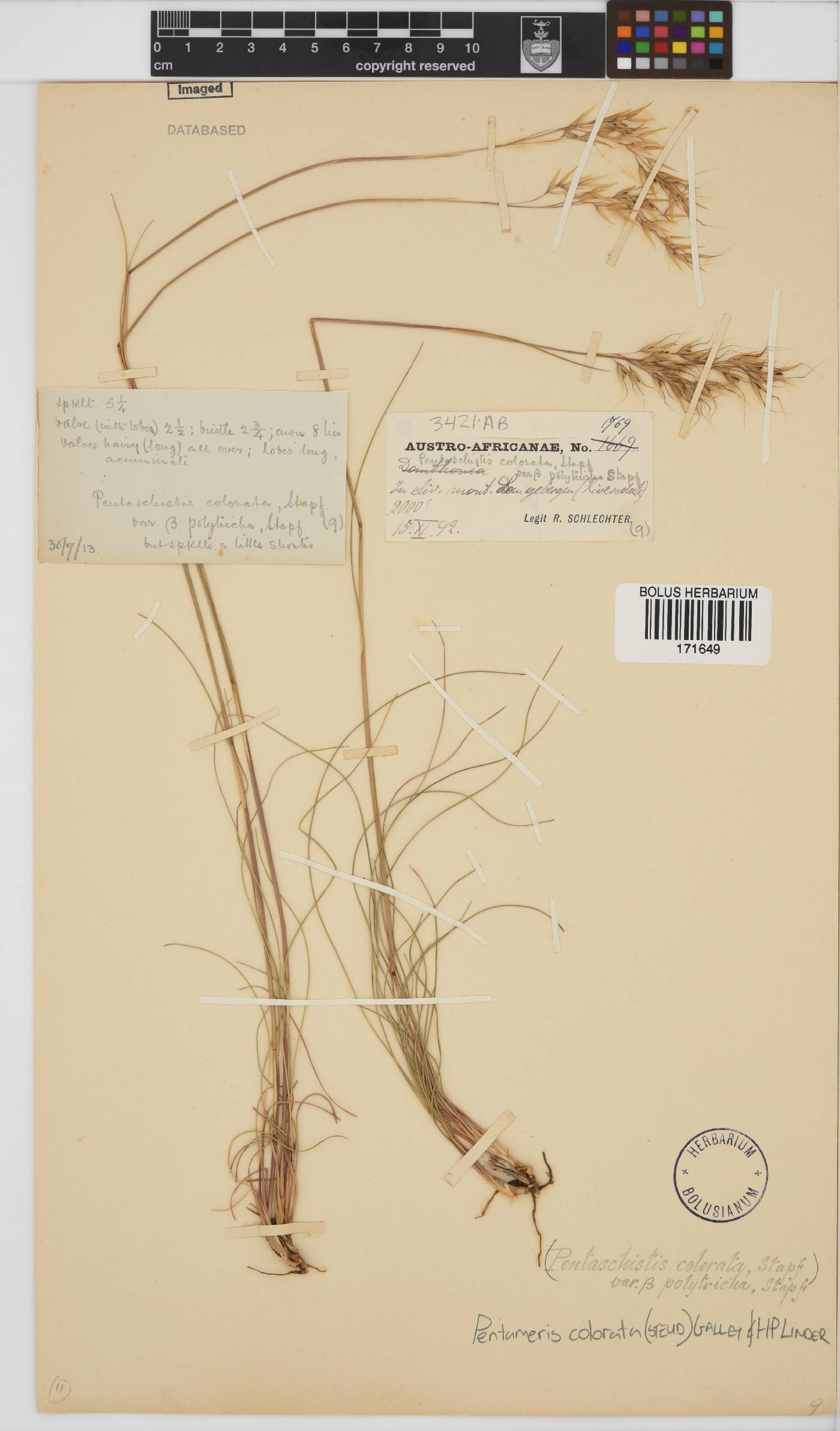 Pentameris colorata image