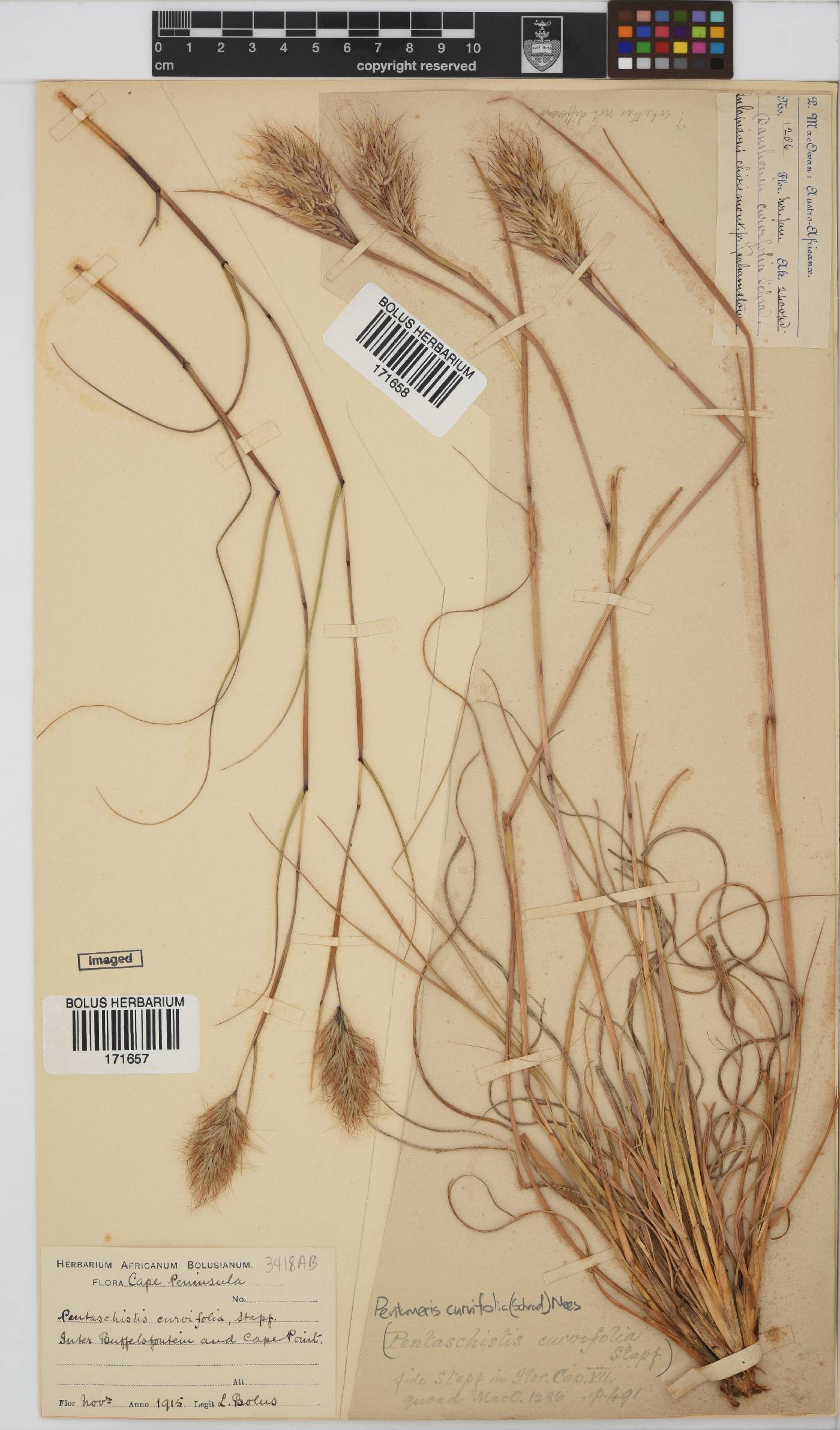 Pentameris curvifolia image