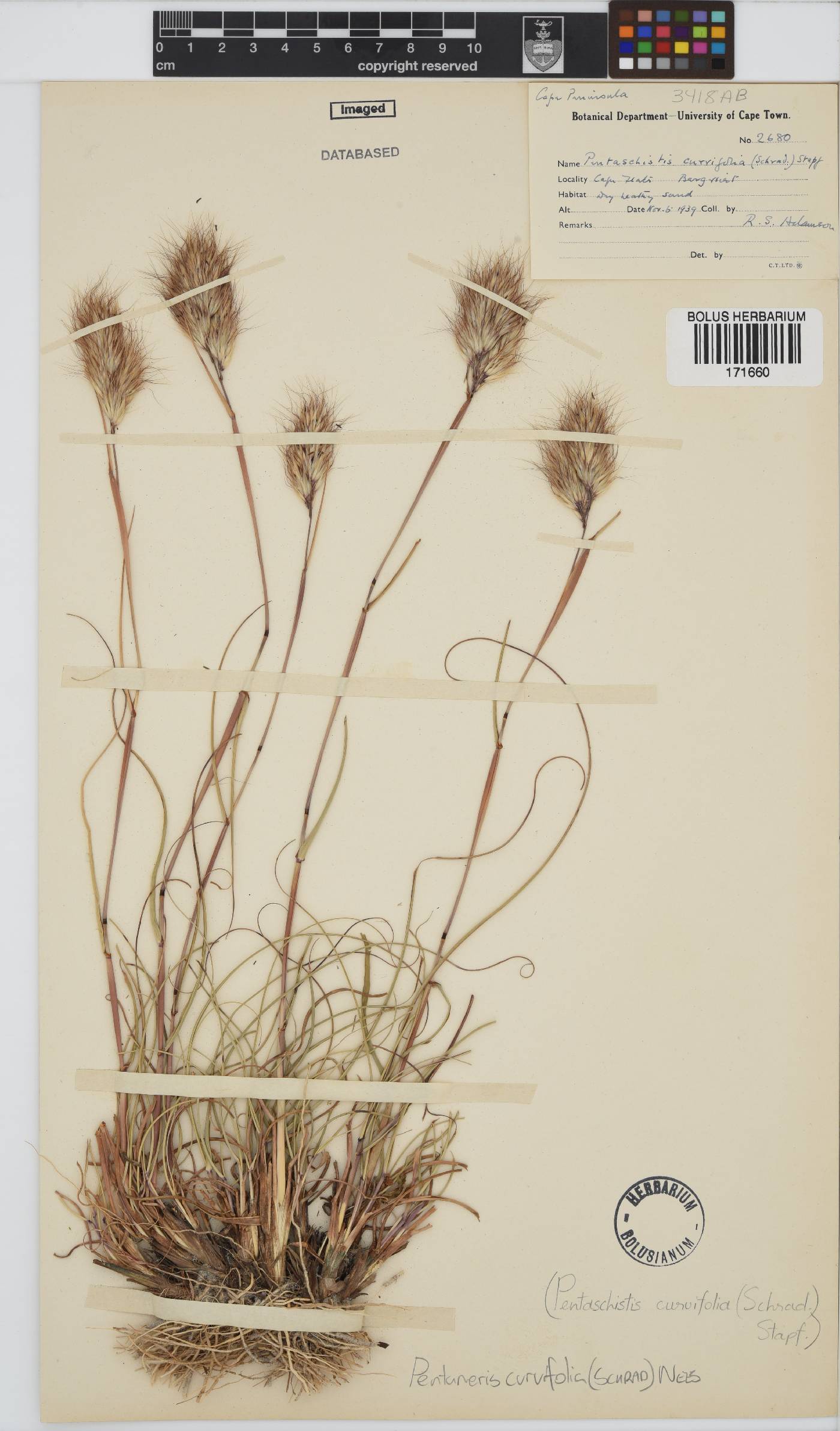 Pentameris curvifolia image