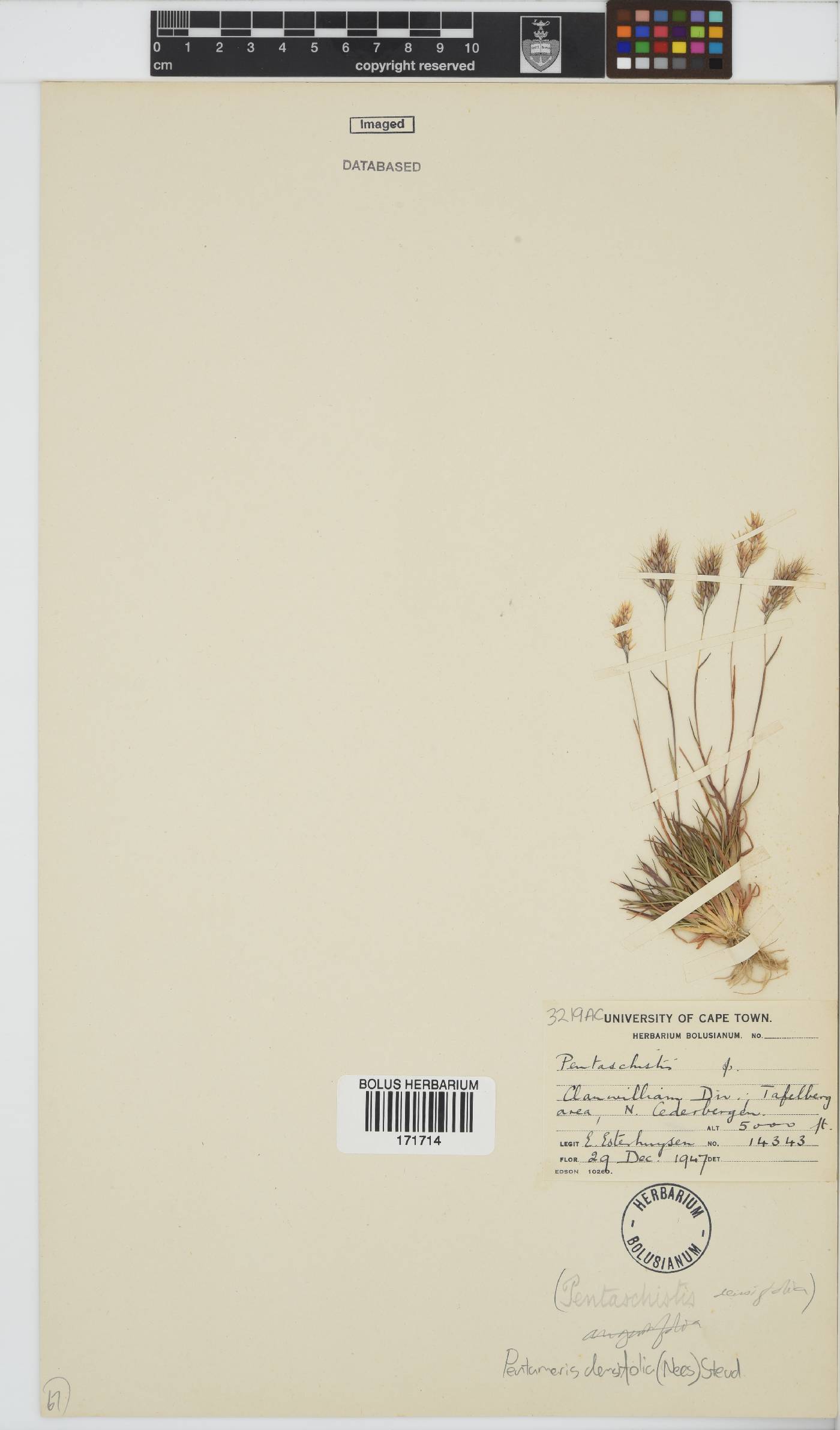 Pentameris densifolia image