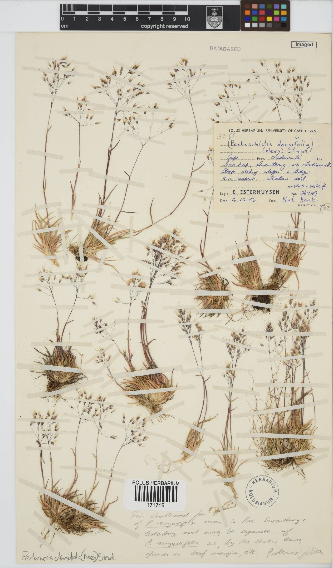 Pentameris densifolia image
