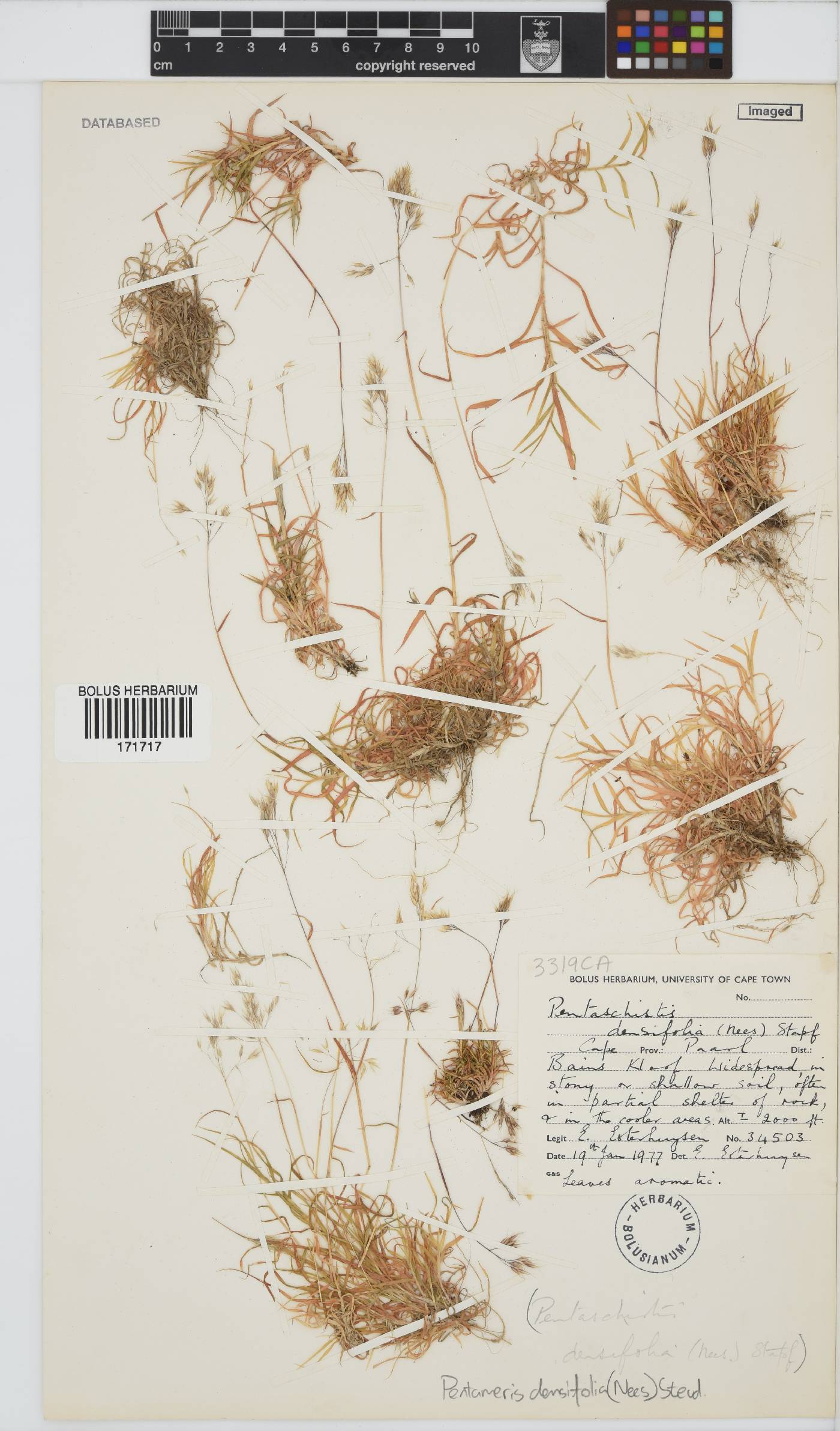 Pentameris densifolia image