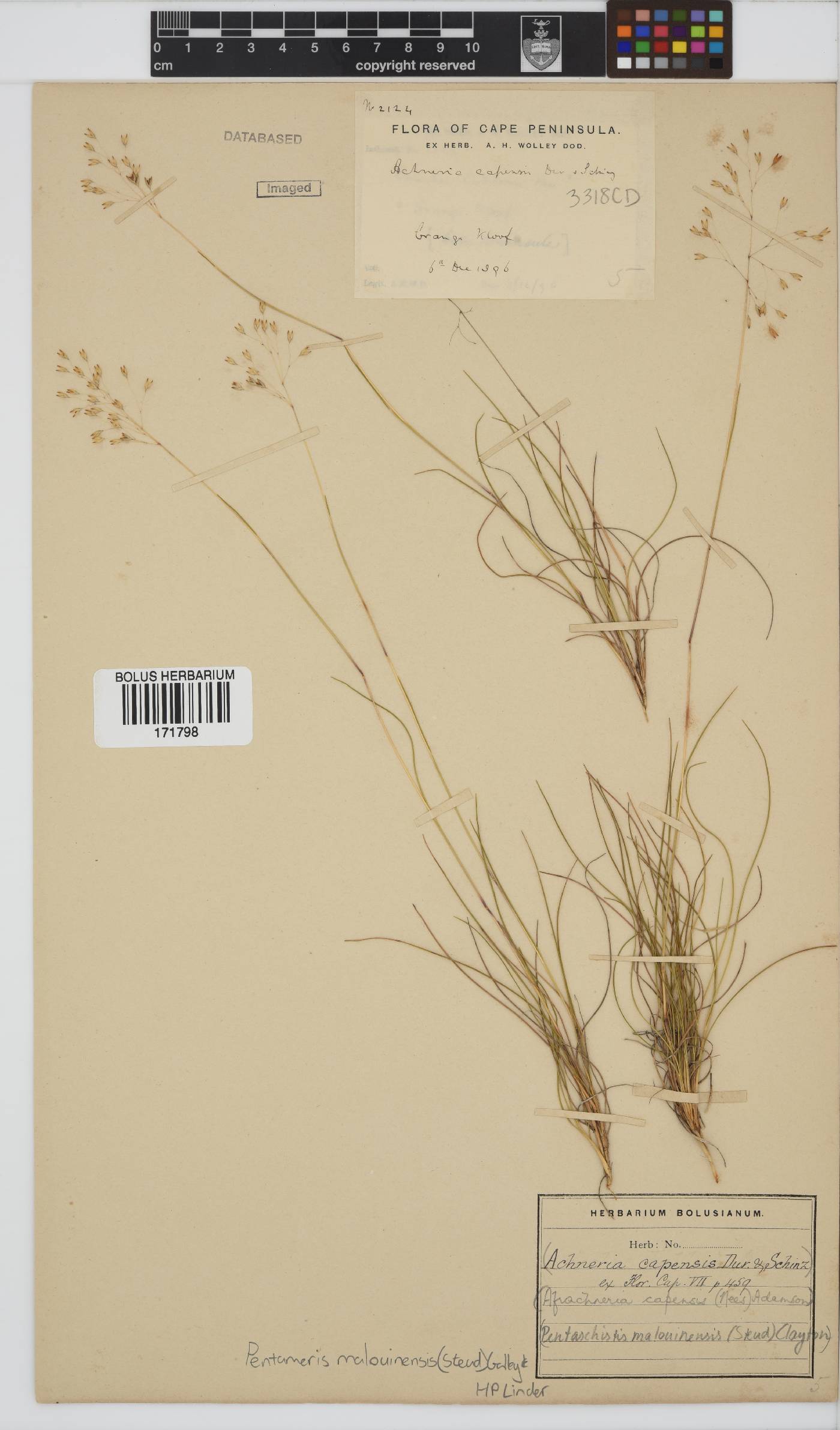 Pentameris malouinensis image