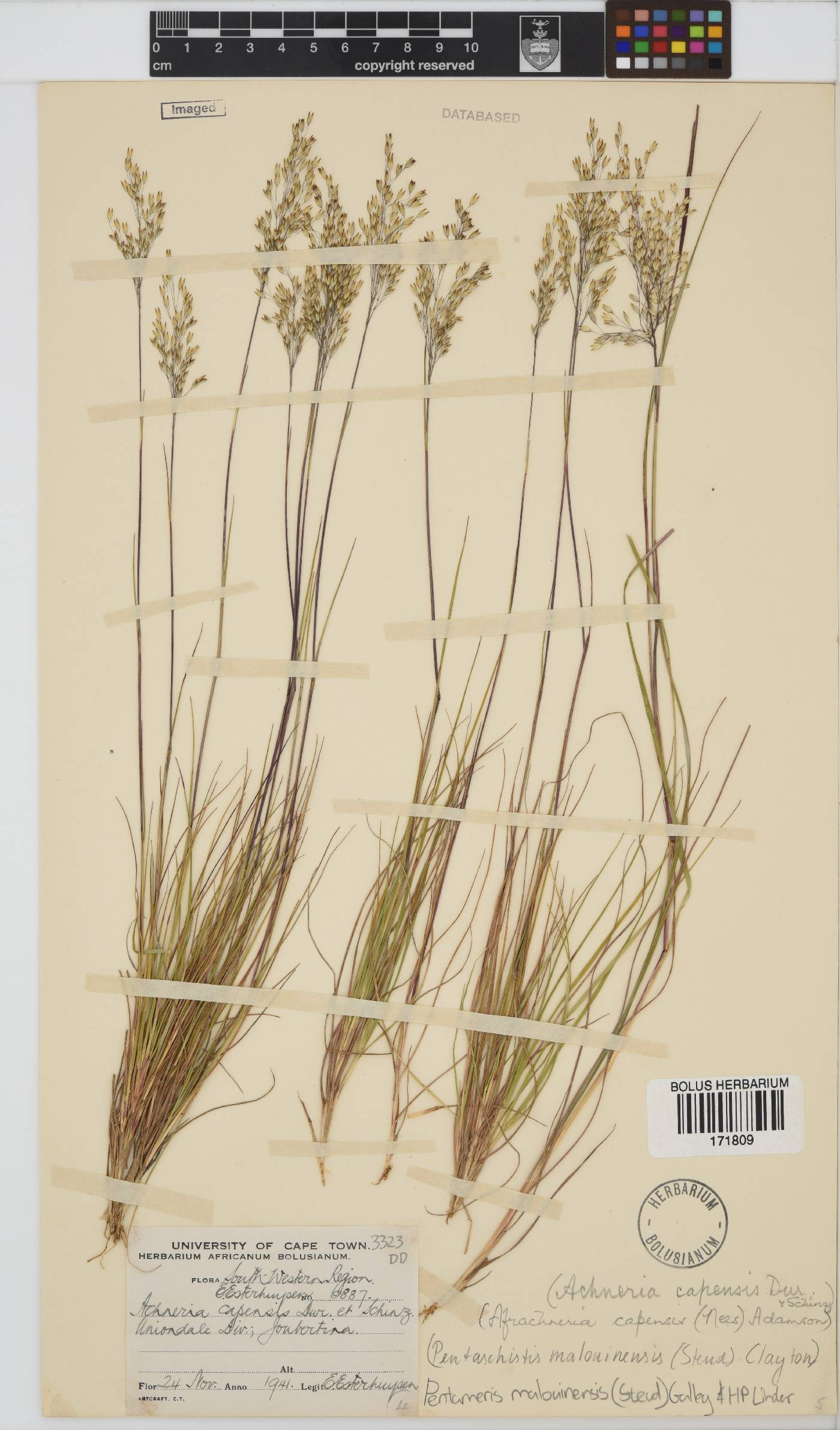 Pentameris malouinensis image