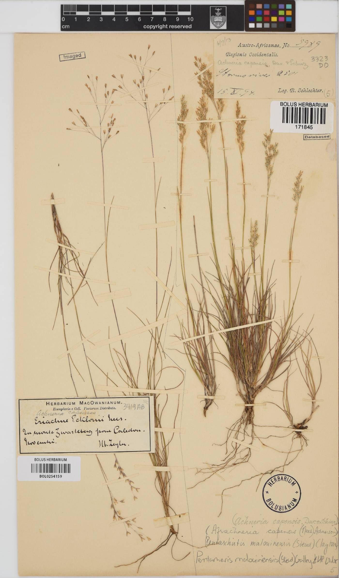 Pentameris malouinensis image