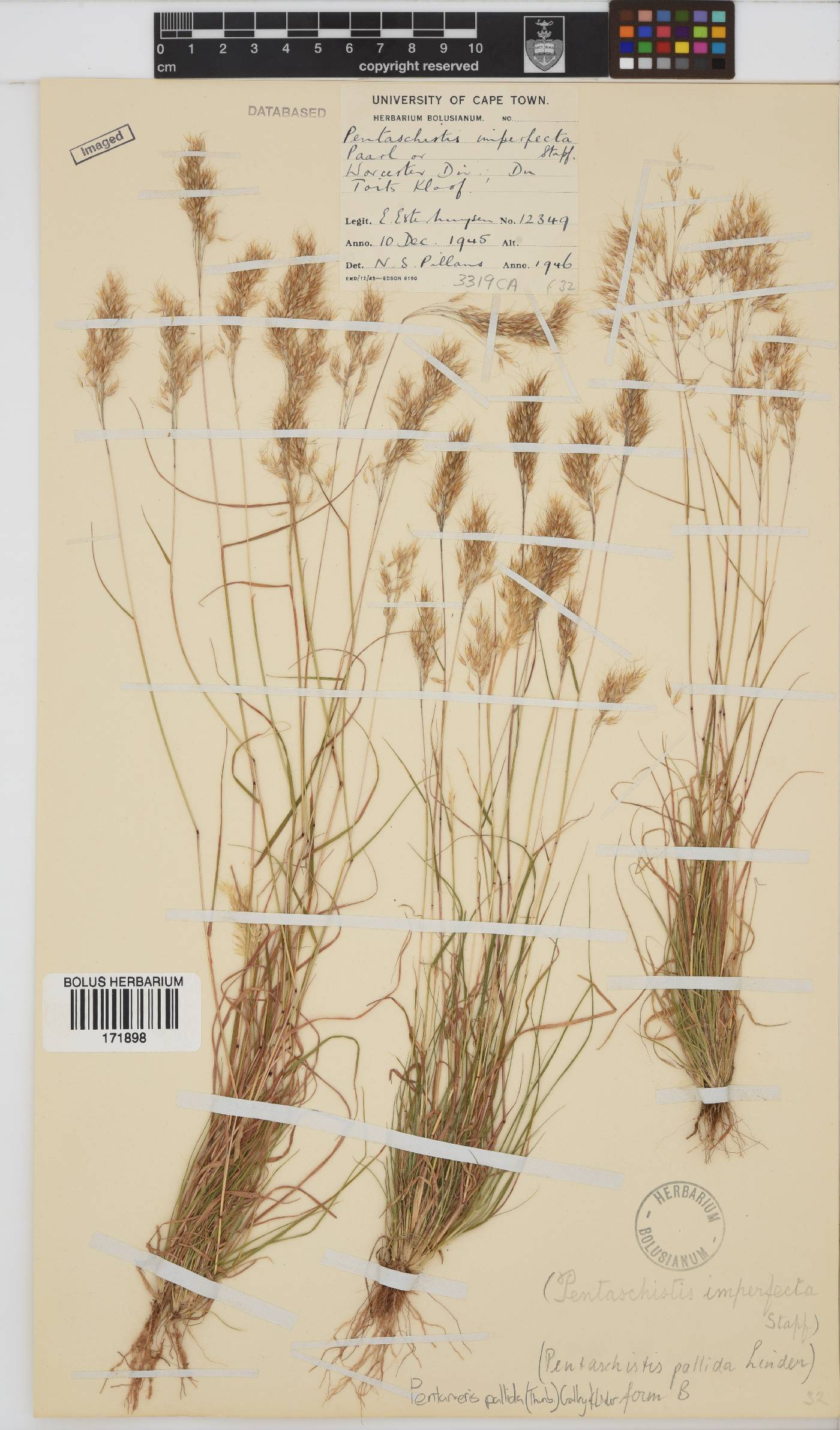 Pentameris pallida image