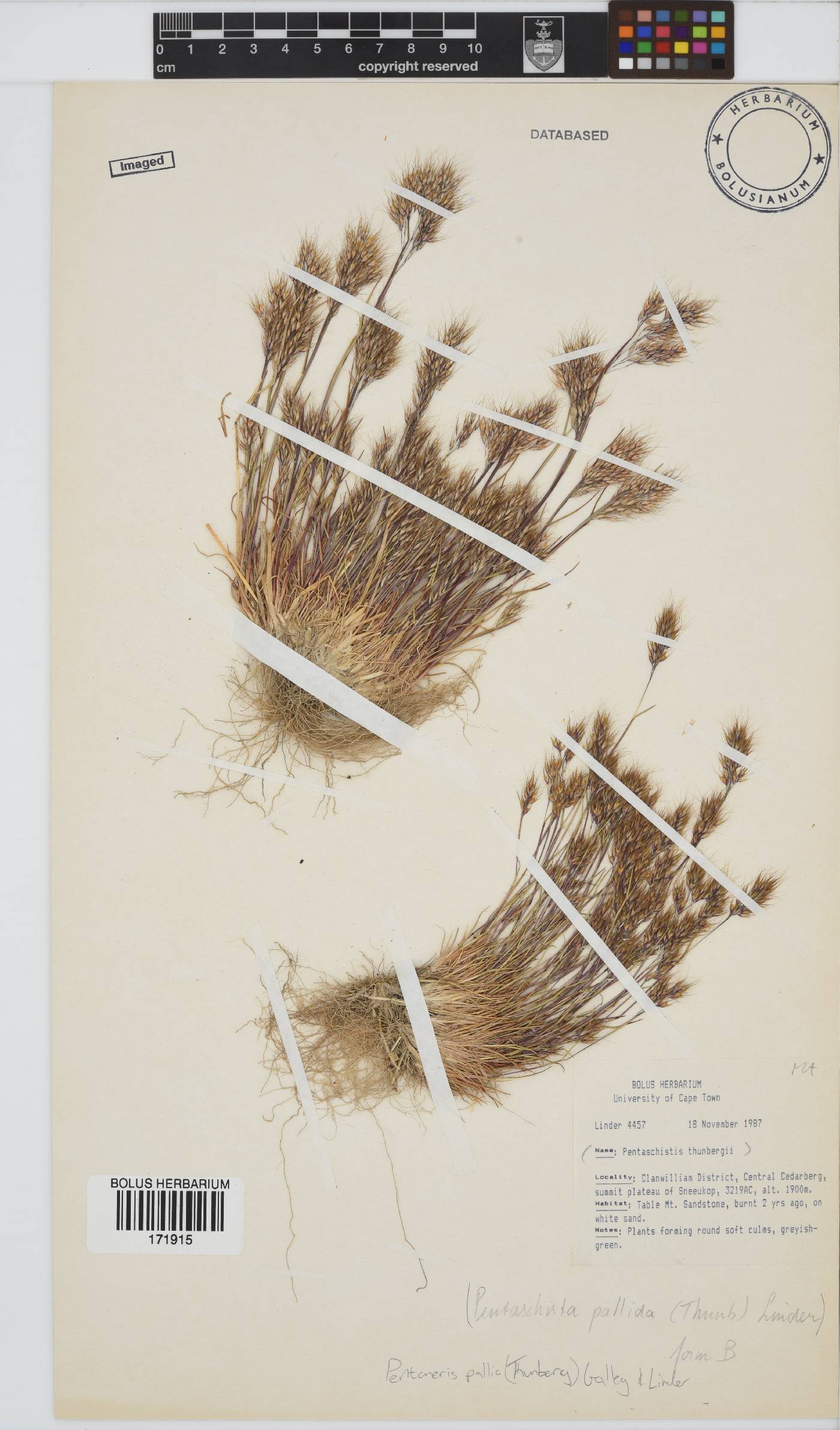 Pentameris pallida image