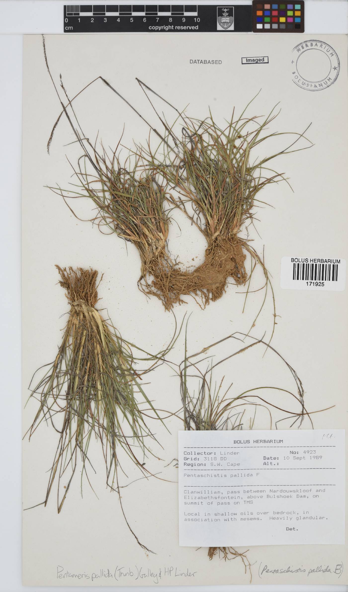 Pentameris pallida image
