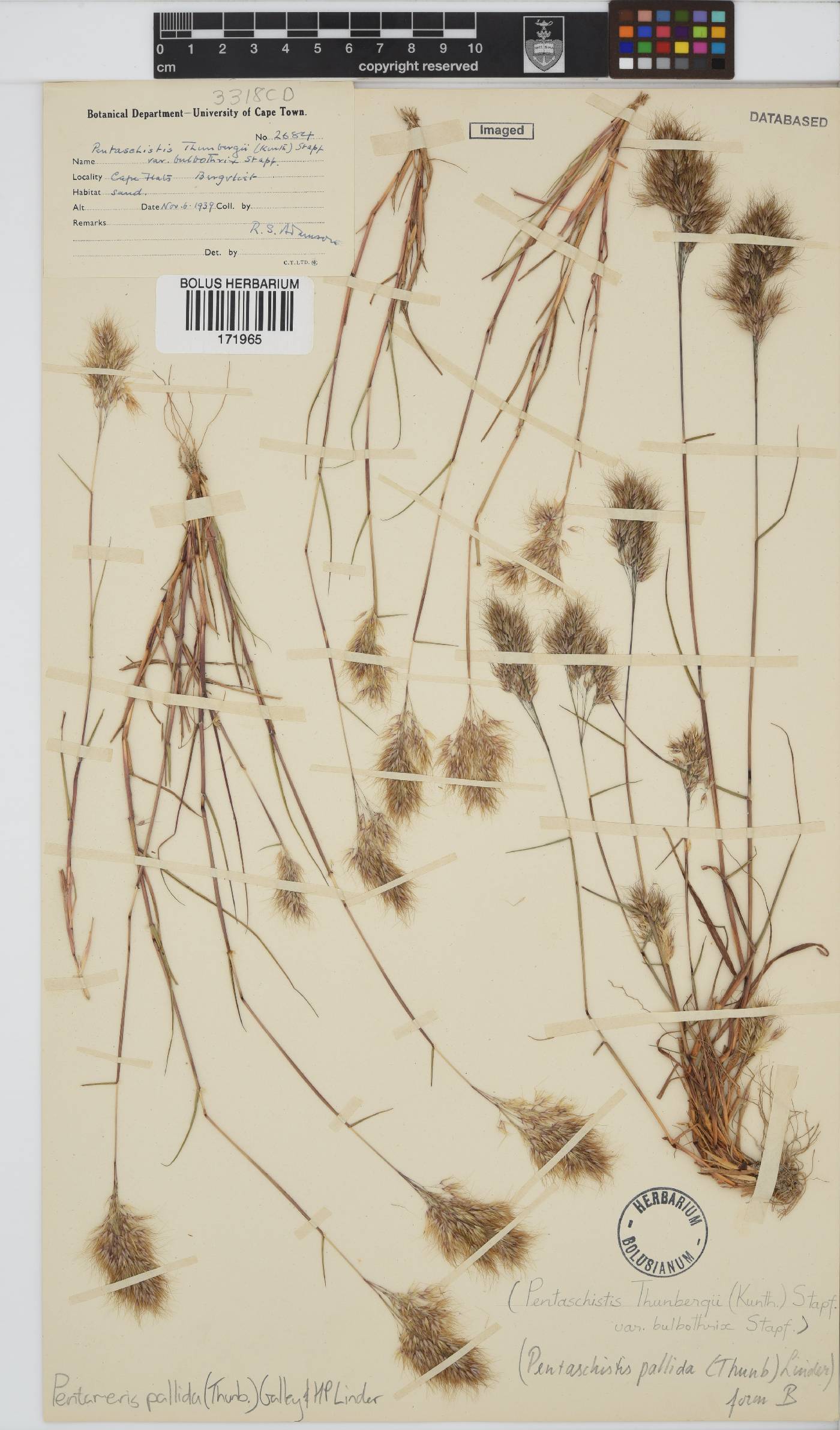 Pentameris pallida image