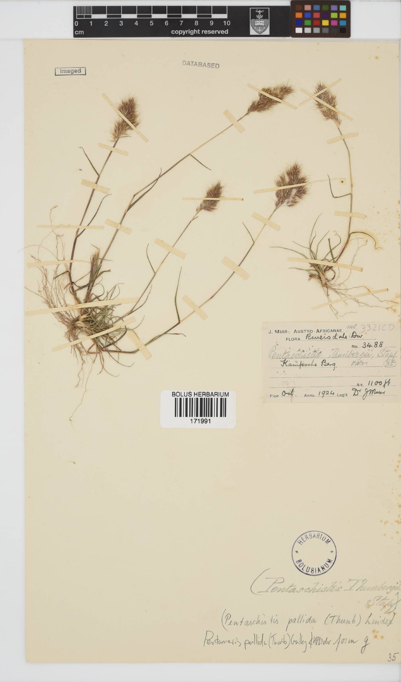 Pentameris pallida image