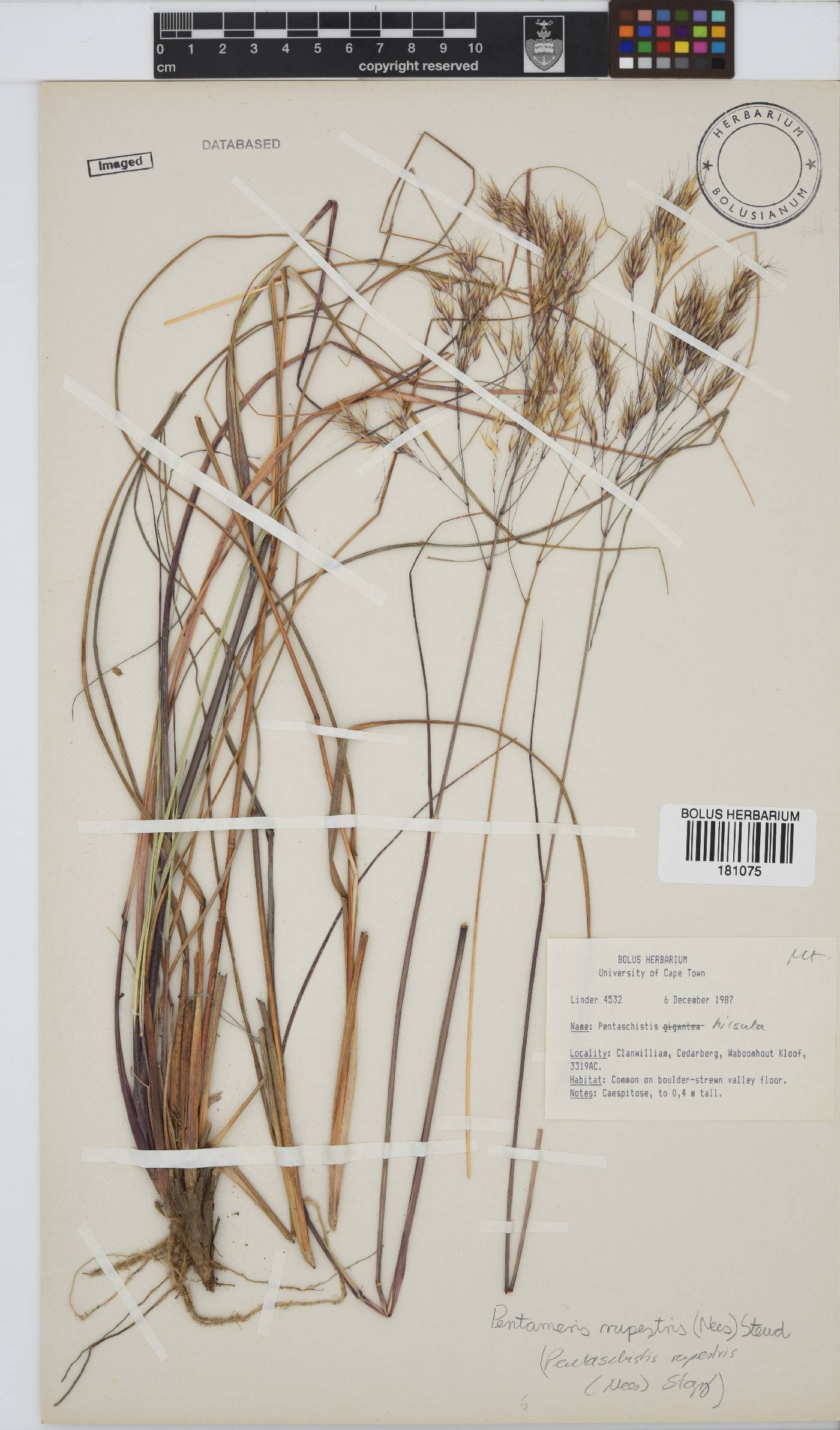 Pentameris rupestris image
