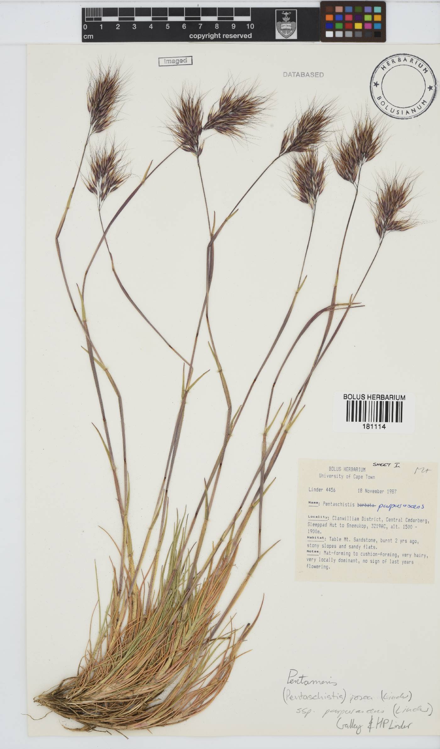 Pentameris rosea subsp. purpurascens image