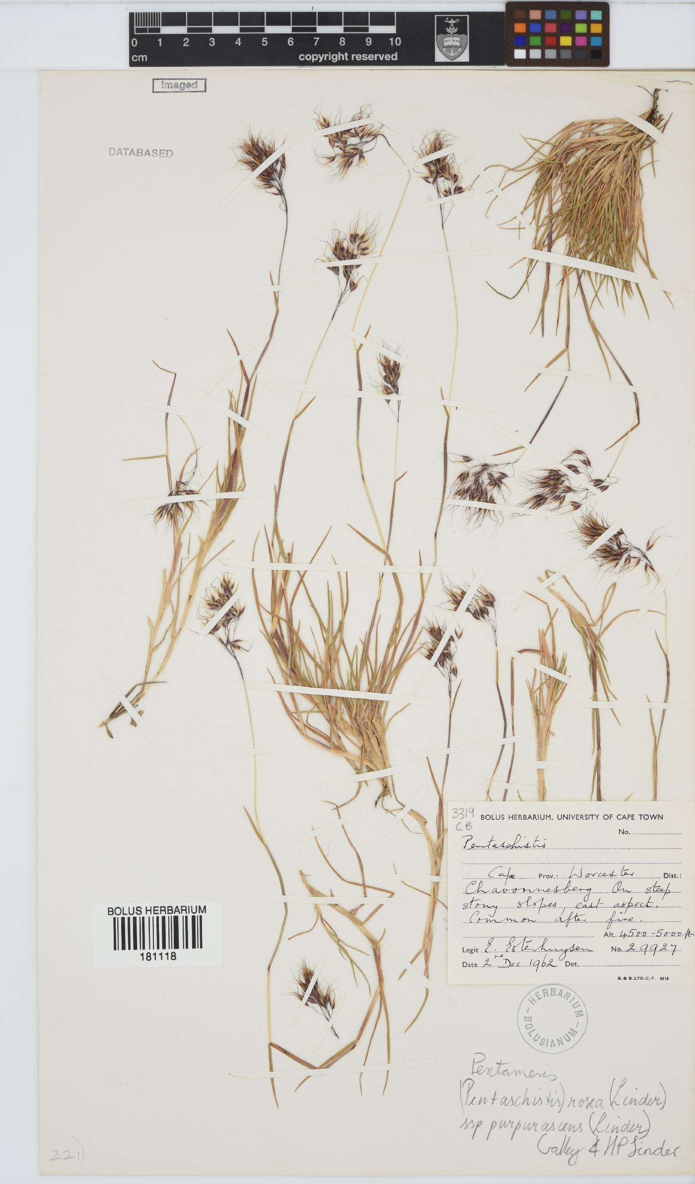 Pentameris rosea subsp. purpurascens image