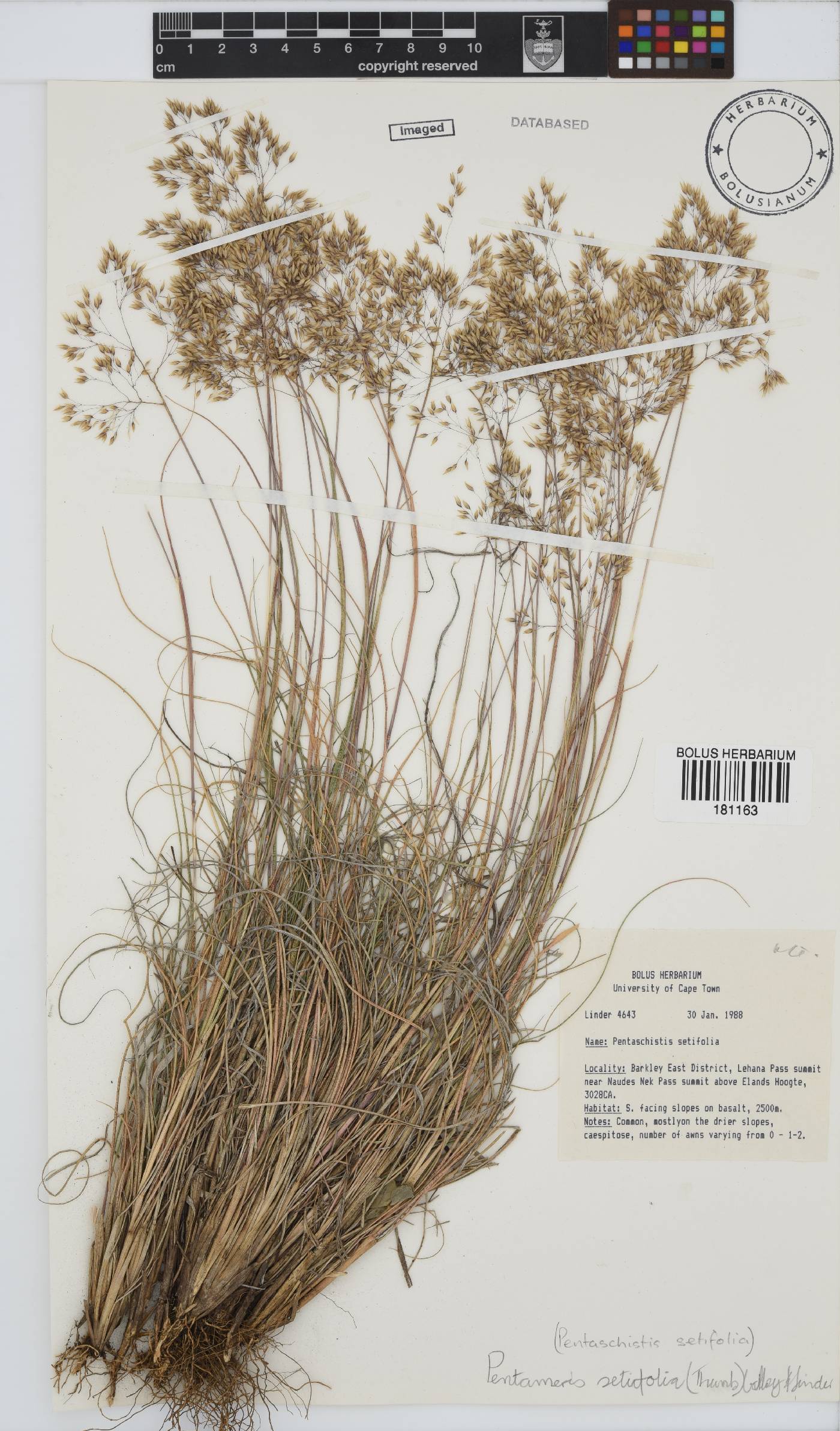 Pentameris setifolia image