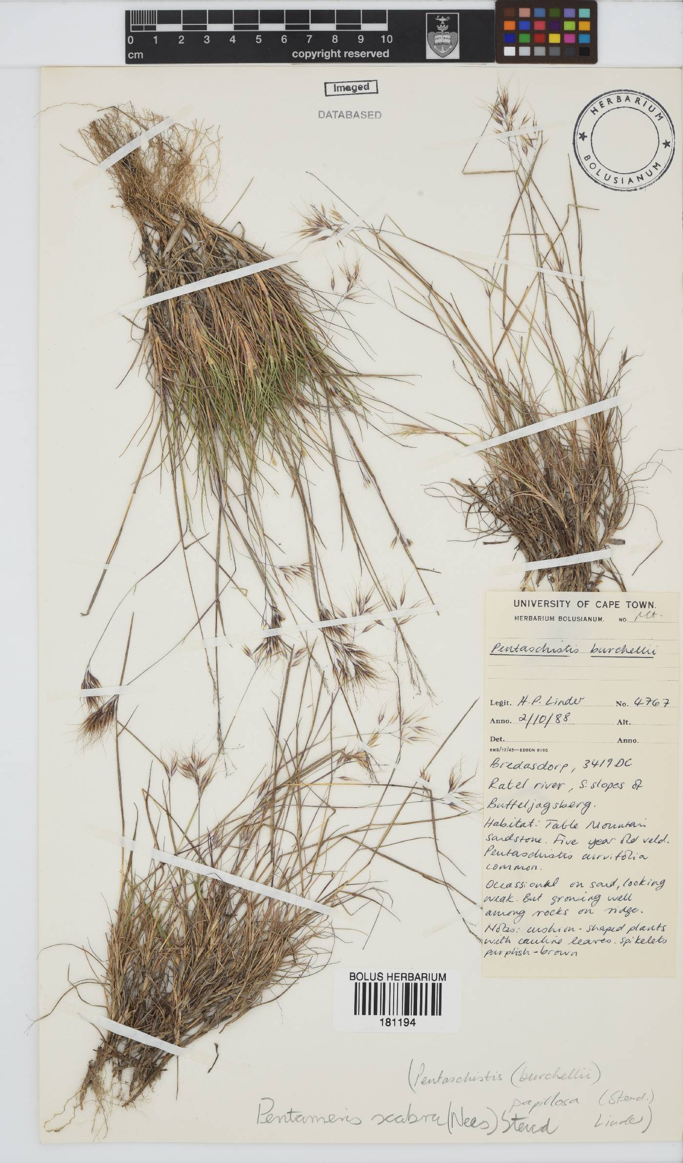 Pentameris scabra image