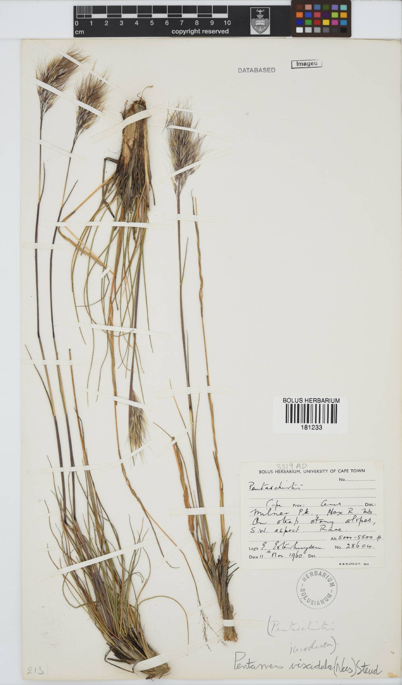Pentameris viscidula image