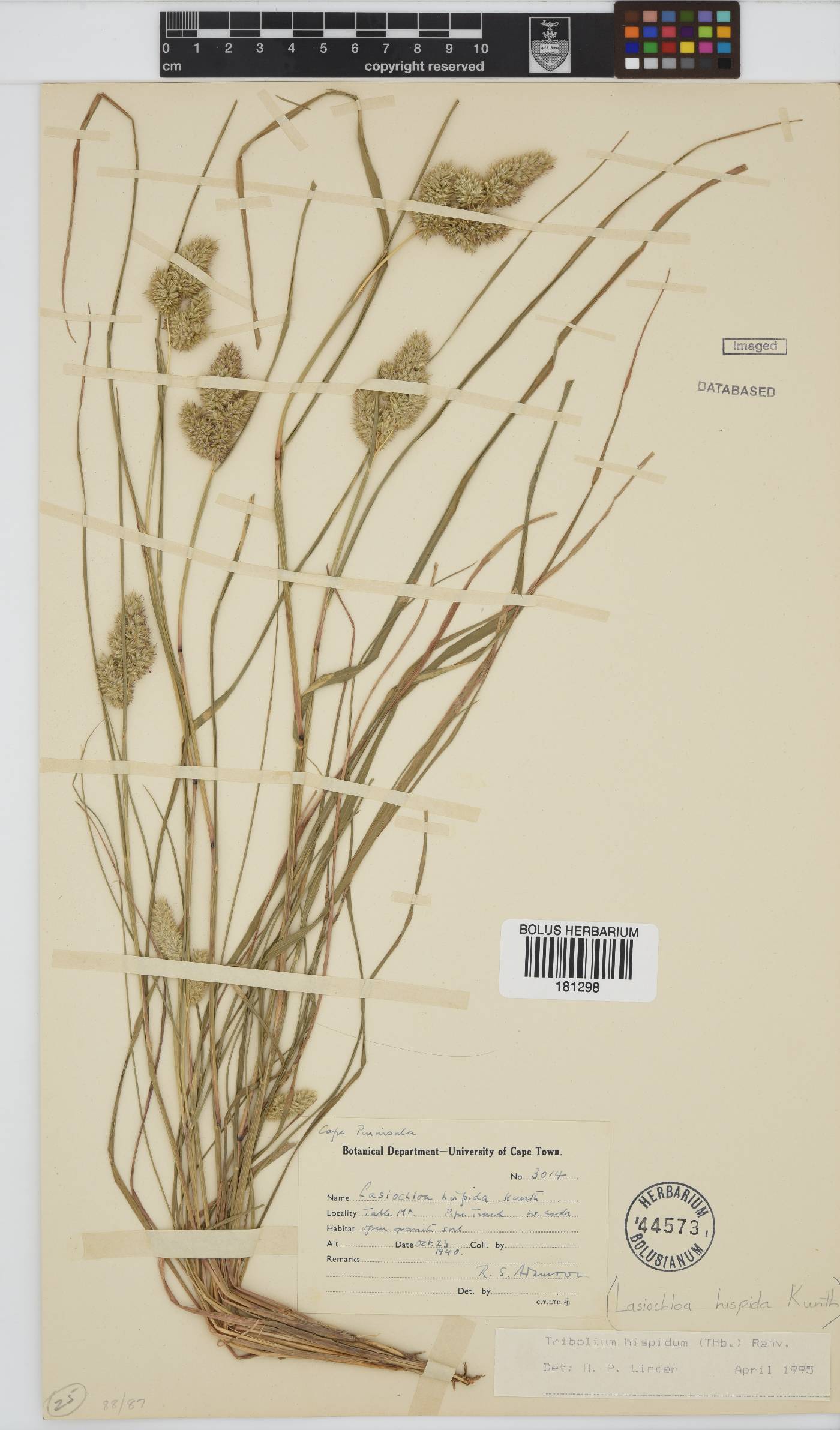 Tribolium hispidum image