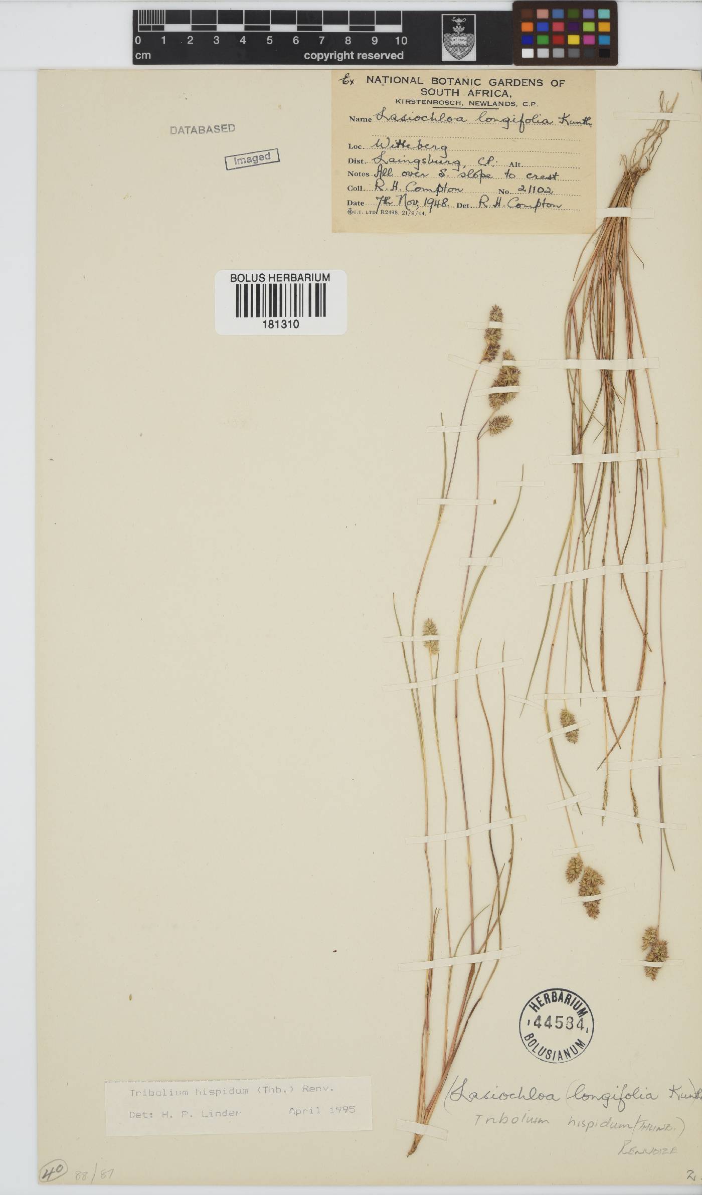 Tribolium hispidum image