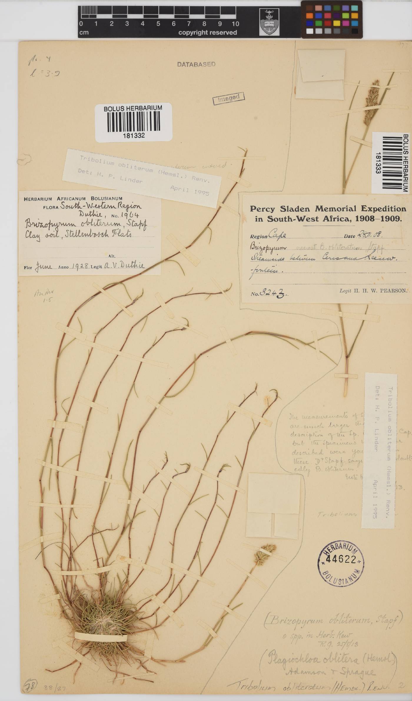 Tribolium obliterum image