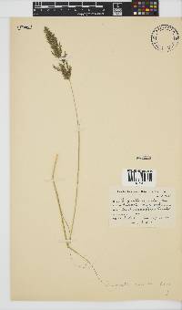 Eragrostis curvula image