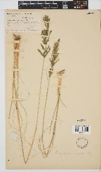 Eragrostis curvula image