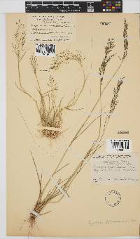 Eragrostis lehmanniana image