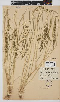 Eragrostis lehmanniana image