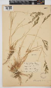 Eragrostis lehmanniana image