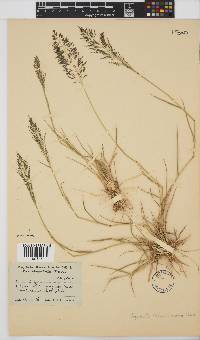 Eragrostis lehmanniana image