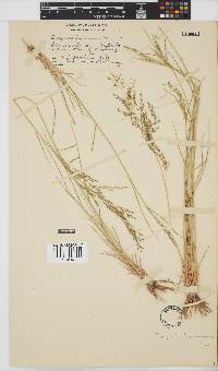 Eragrostis lehmanniana image