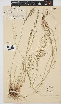 Eragrostis lehmanniana image