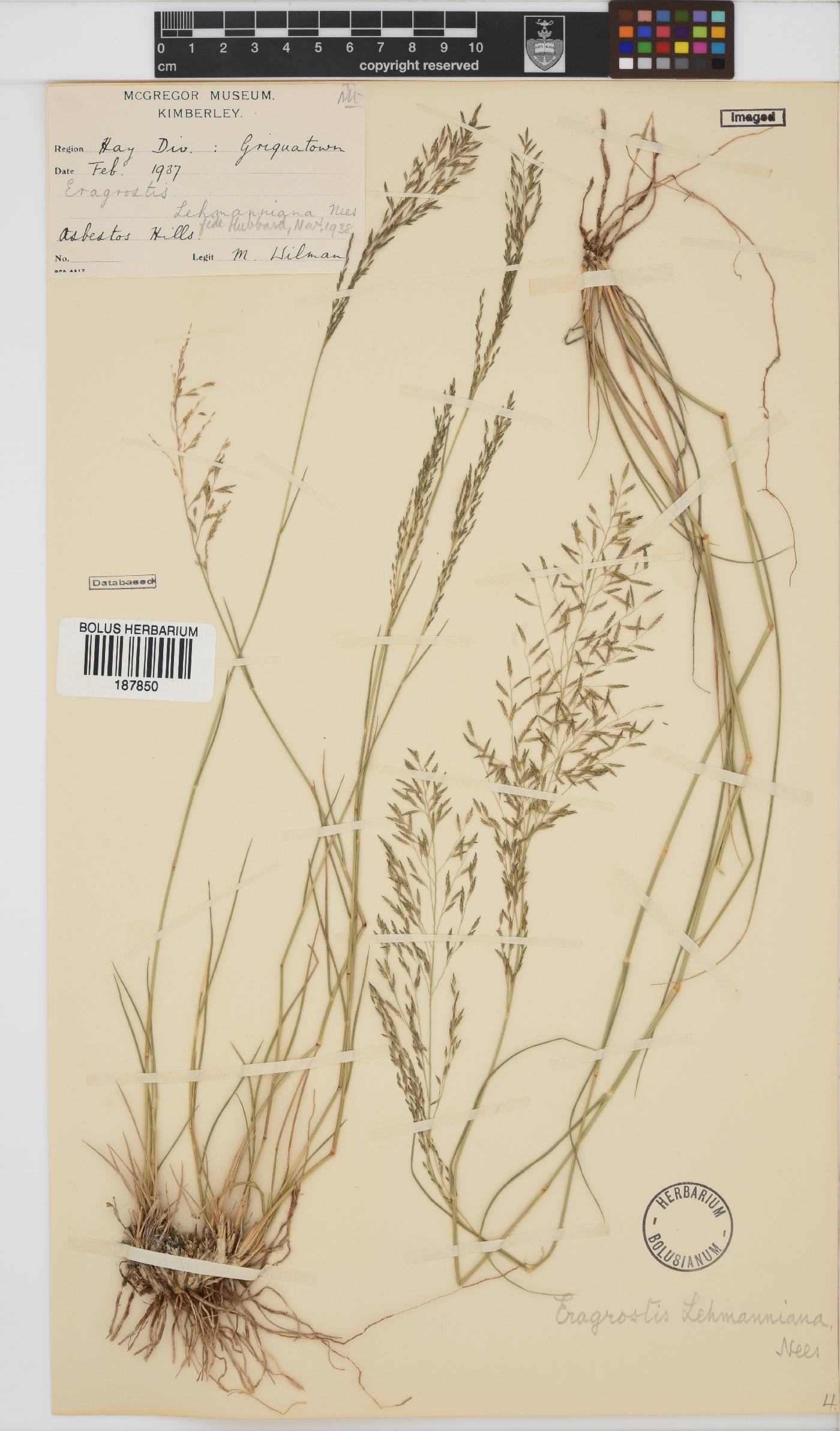 Eragrostis lehmanniana image