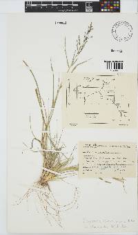 Eragrostis lehmanniana image