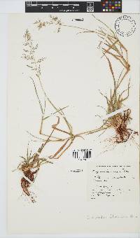 Eragrostis lehmanniana image