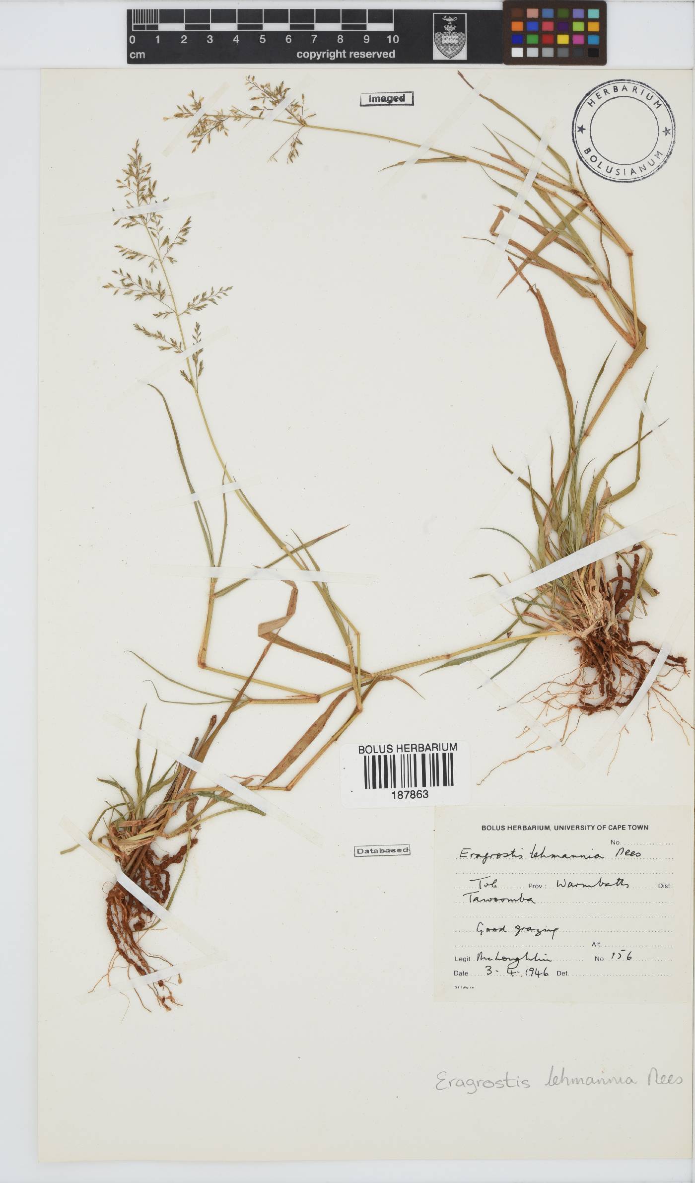 Eragrostis image