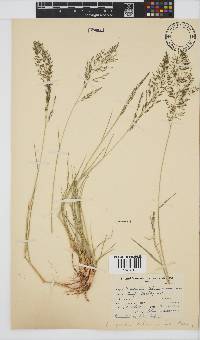 Eragrostis lehmanniana image