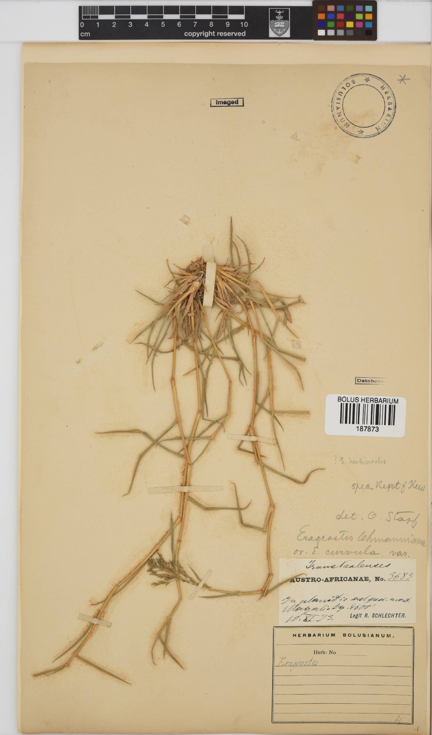 Eragrostis lehmanniana image