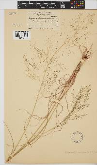 Eragrostis chloromelas image