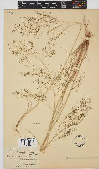 Eragrostis chloromelas image