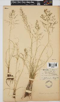 Eragrostis chloromelas image