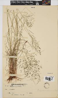 Eragrostis chloromelas image