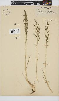 Eragrostis chloromelas image