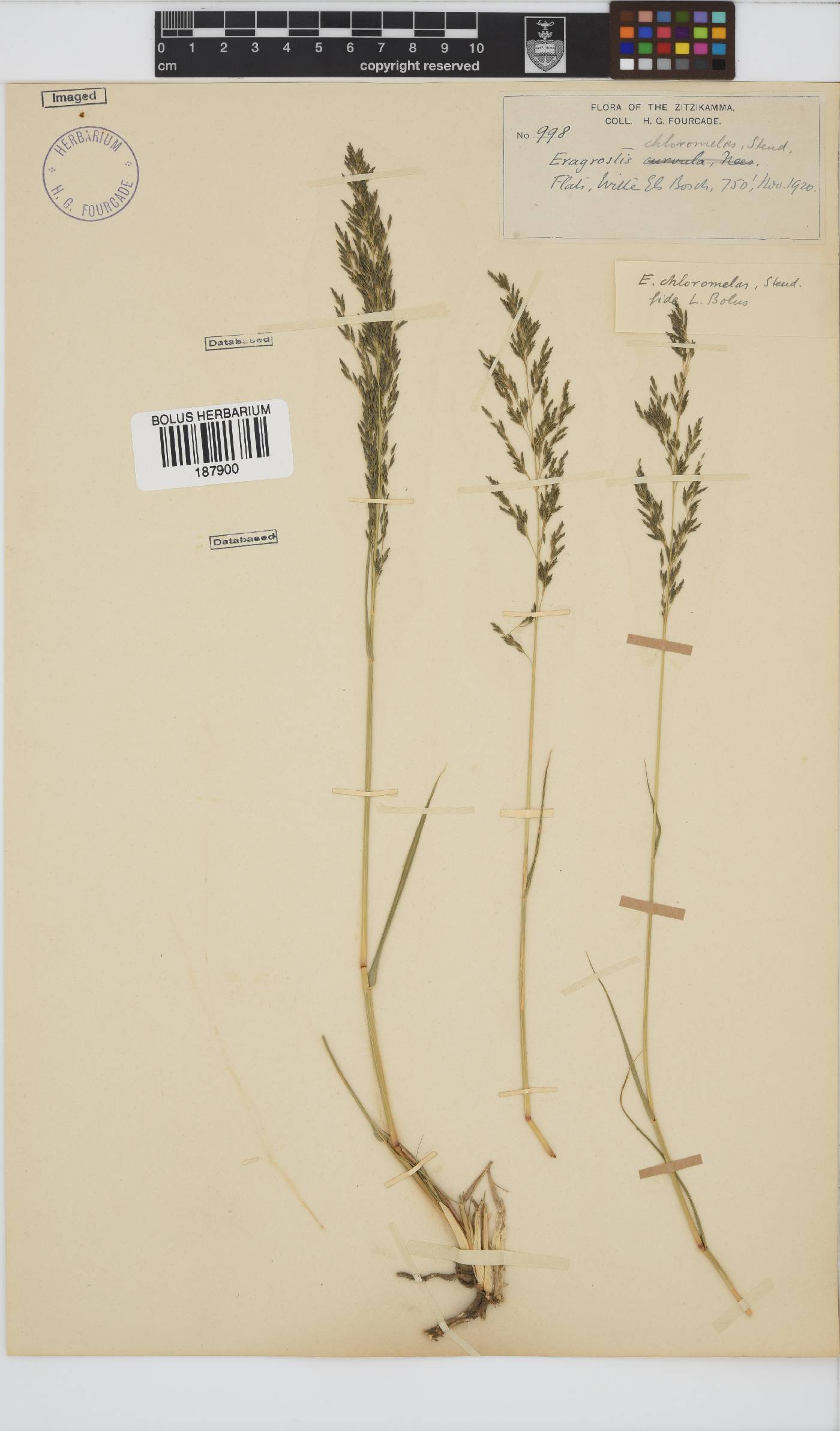 Eragrostis chloromelas image
