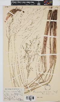 Eragrostis planiculmis image