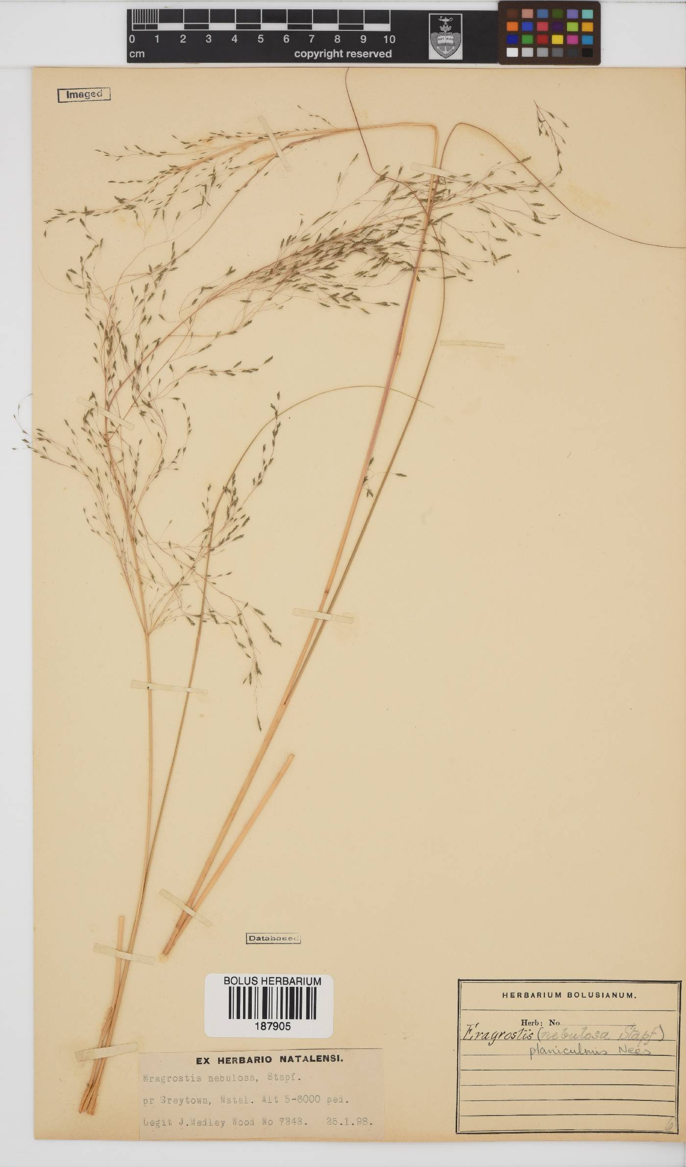 Eragrostis planiculmis image