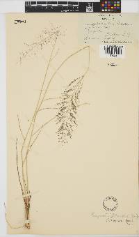 Eragrostis trichophora image