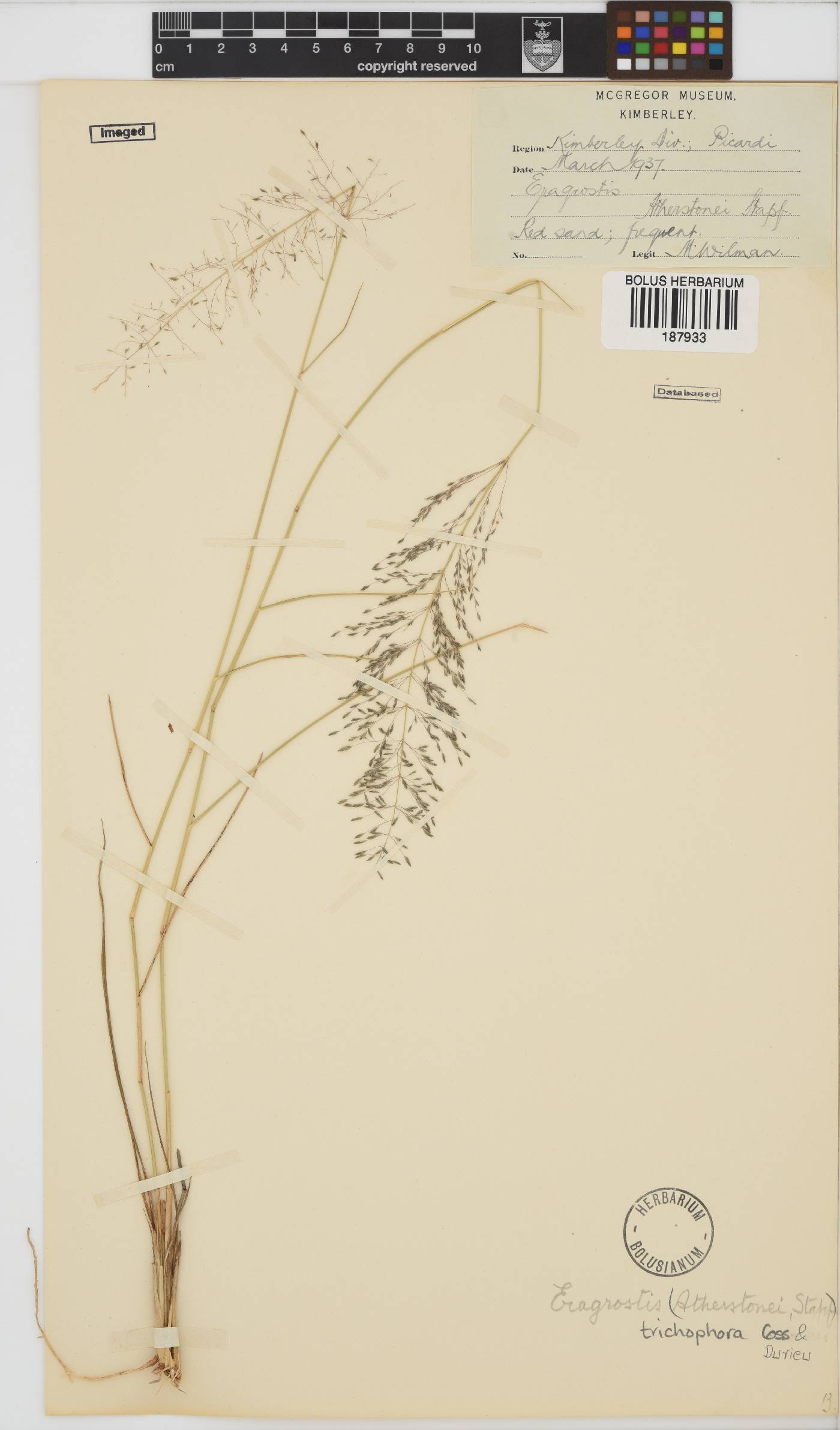 Eragrostis trichophora image